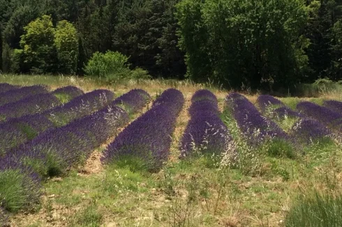 view on lavender field