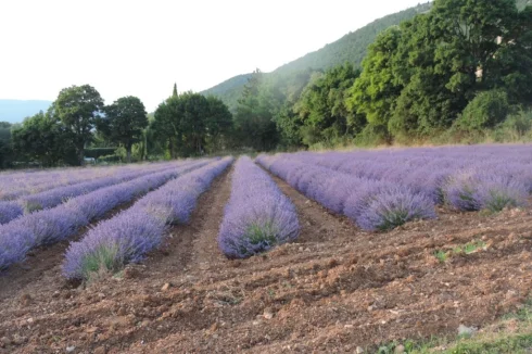 view on lavender field