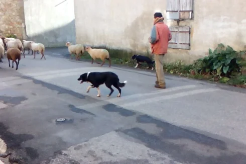 Sheep on their Way to Pasture