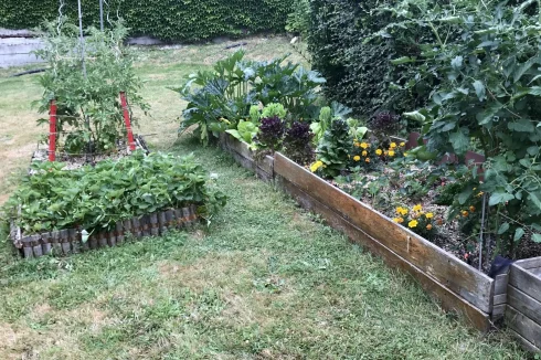 Veggie Patch