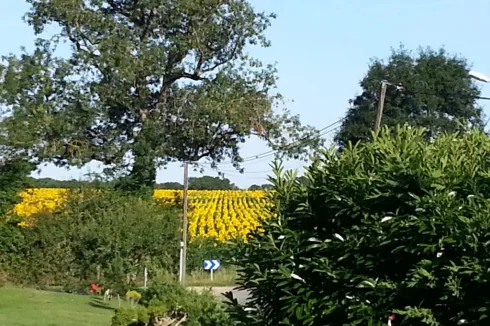 Surrounded by Rolling Countryside and Fields of Sunflowers