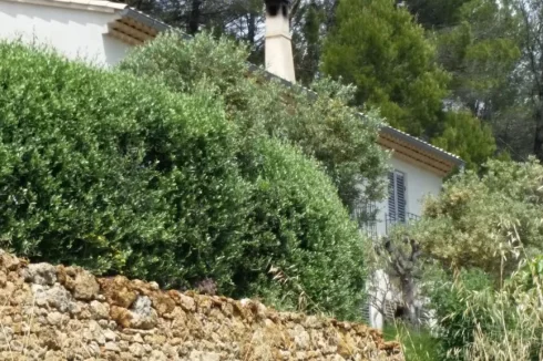 Olive Hedge Above Dry Stone Wall