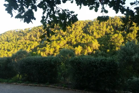 Hill Opposite, Evening Sun