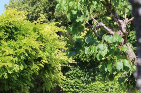 The terrace at the back of the garden which profits from the early morning sun.