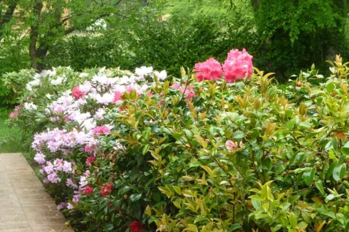 Rhododendron in front of house