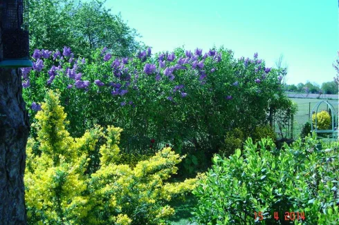 Lilac bushes