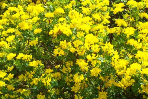 Coronille bushes