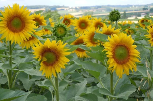 View of Pillac through sunflowers