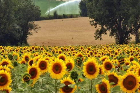 Local summer fields