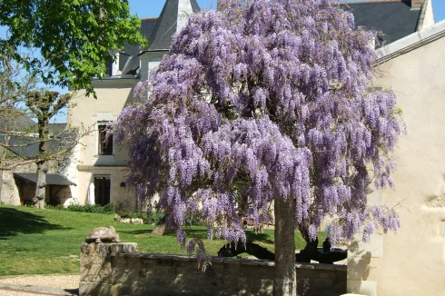 wisteria and tortoise