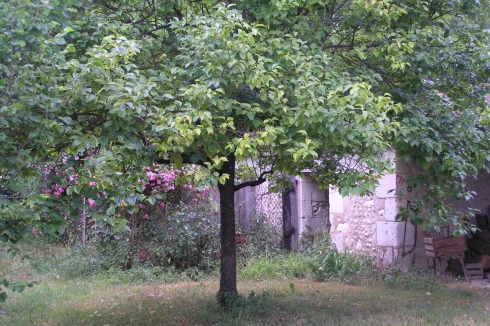 Outside sheds, rosebush