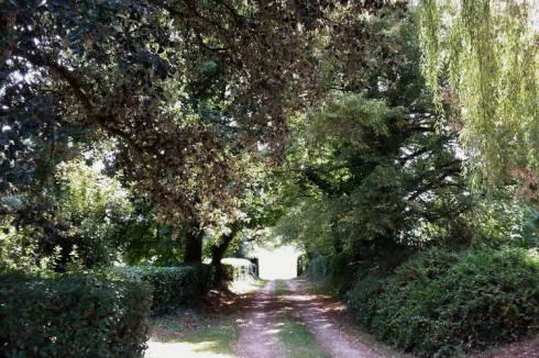 Tree lined driveway