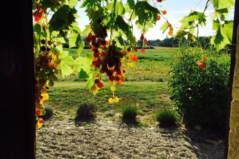 Grapes in the evening