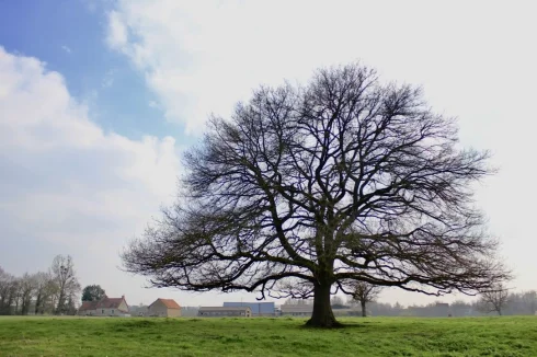 Oak tree