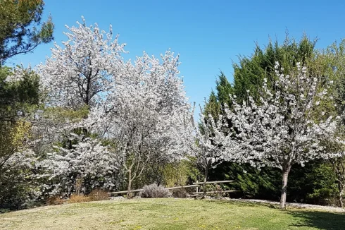 Natural garden area