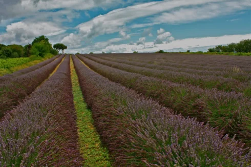 Neighbouring lavender fields