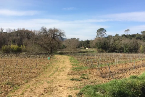 Looking Across To The House Over The Vines