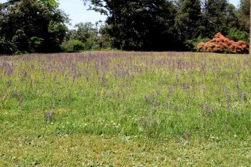 Wildflower Meadow