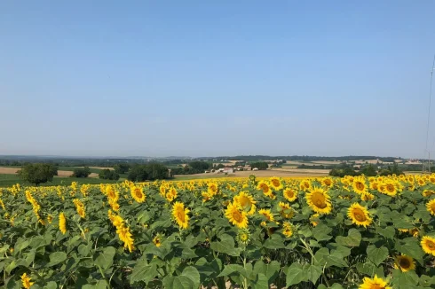 Sunflower Views