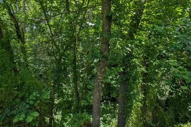 Wood needing footpaths (!)