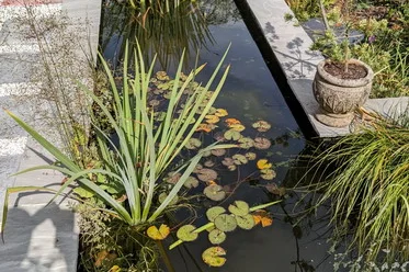 Koi carp pond