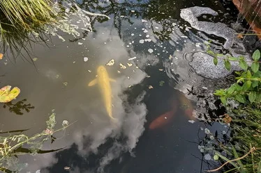 Koi carp pond