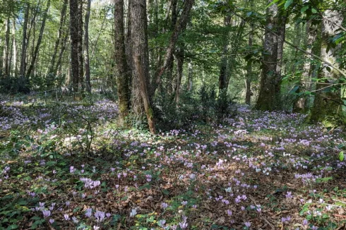 Cyclamen