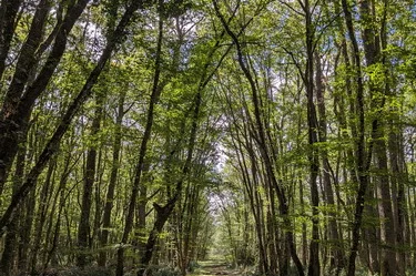 Alley of trees