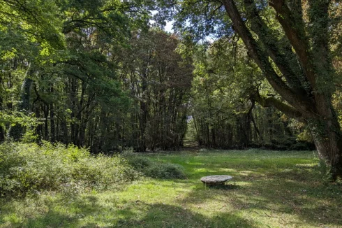 Towards the alley of trees