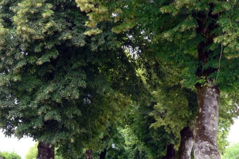 Avenue of elms in the village