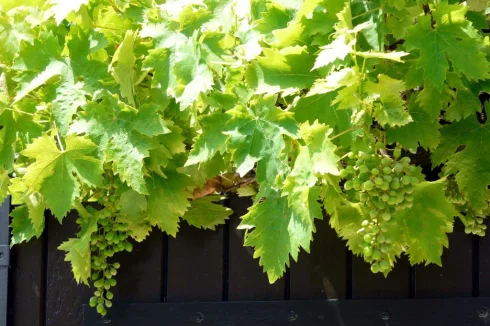 Our grapevine