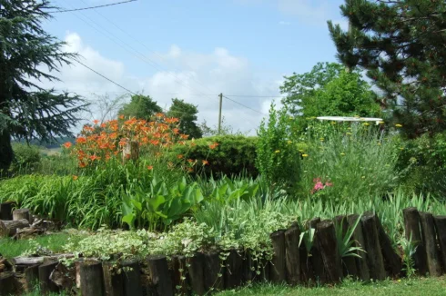 summer colour in one of the island beds across the road