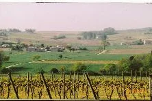 Vineyards behind house