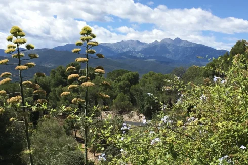 Mount Canigou from the garden