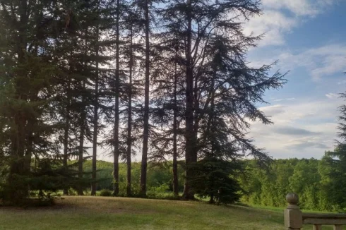 Beautiful trees in rear garden