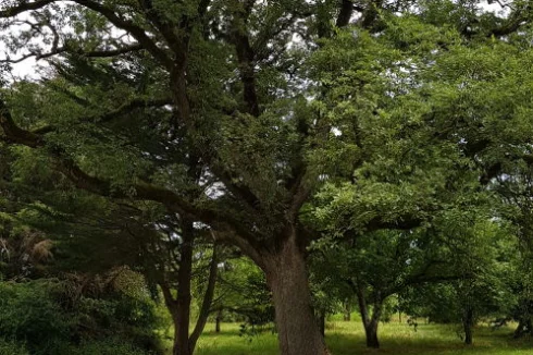 Beautiful trees