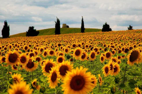 Sunflowers arouns the village