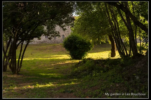 this part of the tiny forest at the end of the garden