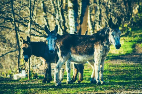 around village animals that you may rent to walk with