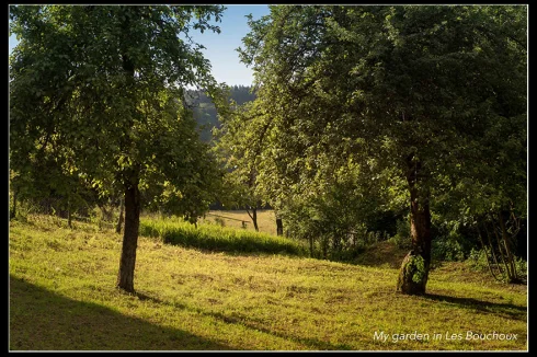 2 apples trees with care needed in garden of this nice house