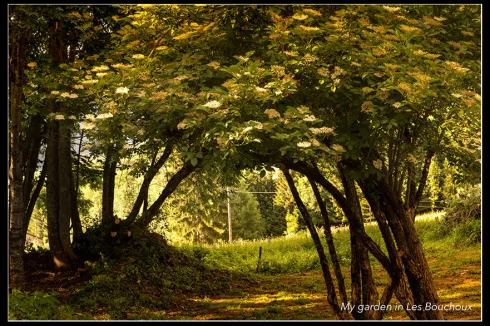 garden is 1500 sqm with direct access to nature and mountain