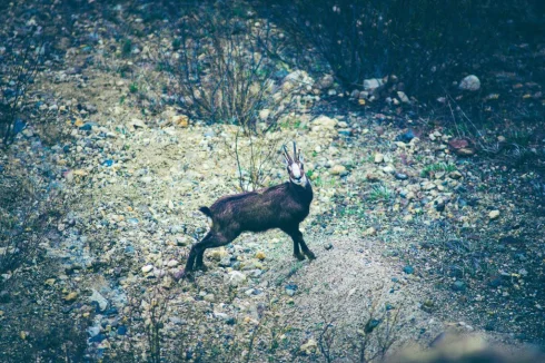 many chamois all around and not only