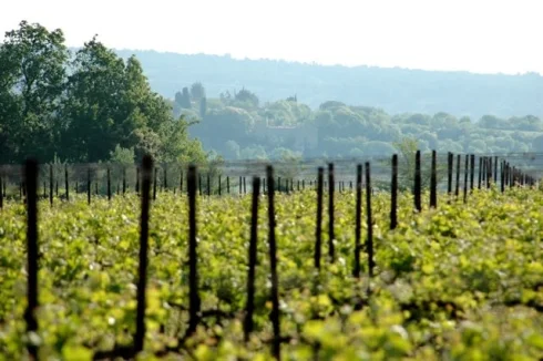 View on the vineyards