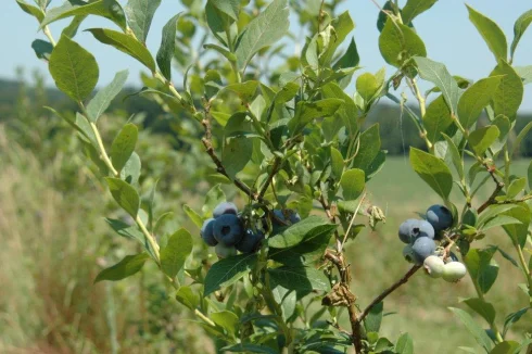 Blueberries