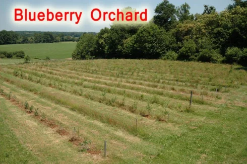 Blueberry Orchard