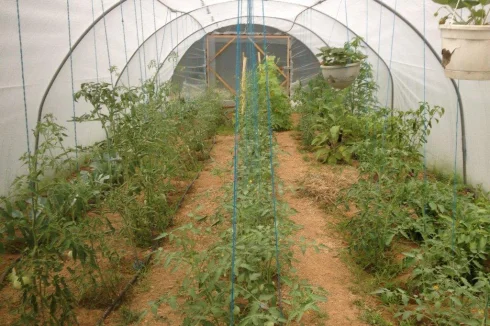 Lots of planting options within this tunnel