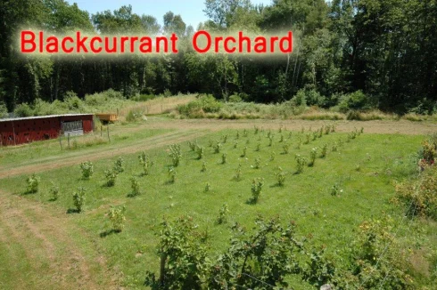 Blackcurrant Orchard