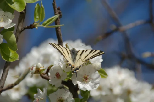 No pesticides used for a decade - pear blossom (next to apple, cherry, peach) in small orchard