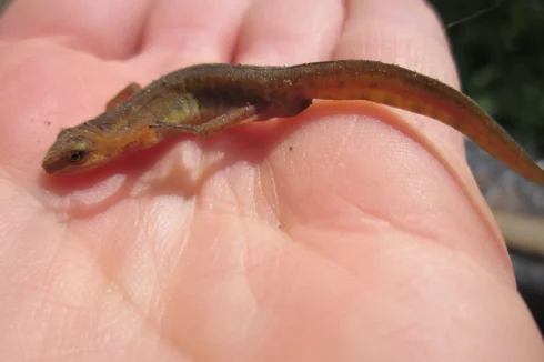 Clear source is host to salamanders, a major indicator of pure water