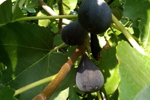 Fresh figs season twice a year (june & septemer)